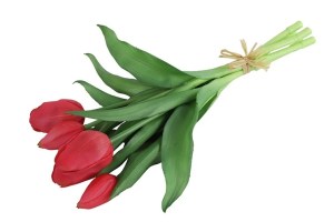 tulpen bos fuchcia